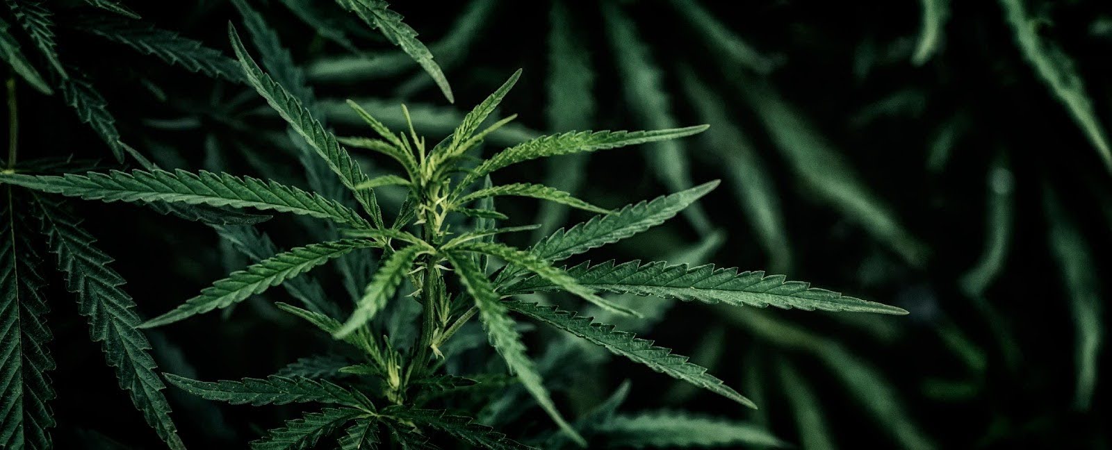 Understanding Arizona Marijuana Laws ARS 13-3405